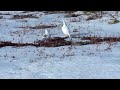 Winter Partridge