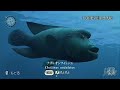Endless Ocean (Wii)