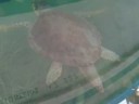 Caretta caretta at Agios Sostis, Zante (Zakynthos) 2008.09.11.