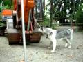 videos de Tundra meets a back hoe 1