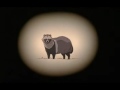 Tanuki