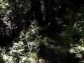 Yarra State Forest - Backstairs Track - Warburton