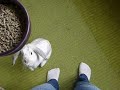 bunny gets excited about her pellets