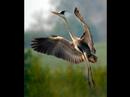 tierisch gut??