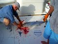 Wahoo Baby!