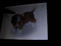 videos de Nintendogs Help and Advice Advance/Combo Tricks: Breakdance Part 2