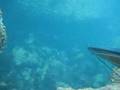 Pesca in apnea