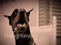 The Doberman