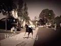 The Doberman