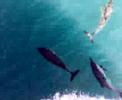 blacksea-dolphines2.html