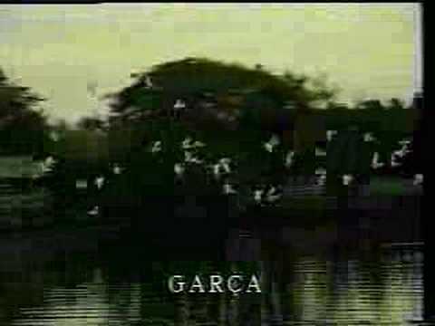 Lugares de Brasil: paisajes del Amazonas 0 Lugares de Brasil: paisajes del Amazonas