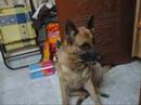 My dog Esha terribly amused