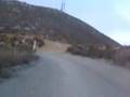 Dual-Sport-Motorcycl