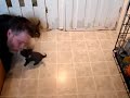 chihuahua puppies