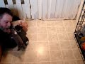 Chihuahua  Puppies