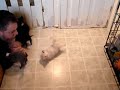 chihuahua puppies