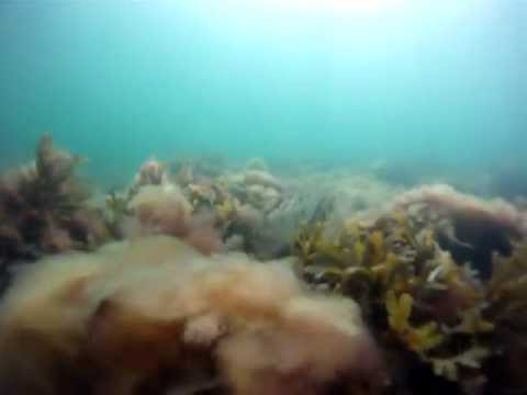 See video