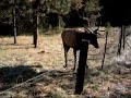cuddeback bull elk video