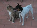 Dog humping the Cat
