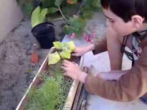 how to transplant butternut squash