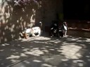 basset-hounds 8