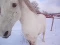 Silver Stallion in the Snow