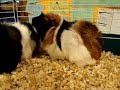 Marquette County Humane Society - Sunny & Ray Marquette County Humane Society - Sunny & Ray