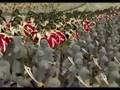 Battle of Thermopylae (Part 3/3)