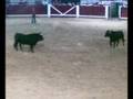Encierro Pedrajas 31 spetiembre
