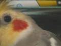 Blood Thirsty Cockatiel