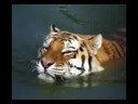 Swimming Tiger