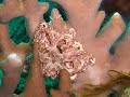 Corals & Sponges Corals & Sponges