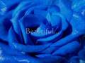 Beautiful - Meshell Ndegeocello