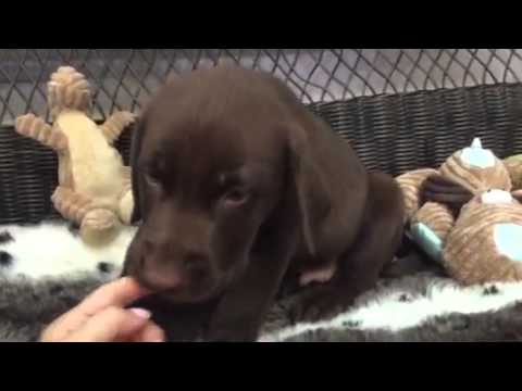 Rich chocolate coat, adorable lab puppy!