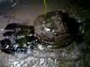 Heckscher Horseshoe Crab Spawning