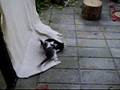Killinger 8 uger /kittens 8 weeks old