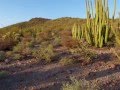 Desert View Trail, Organ Pipe Cactus National ...