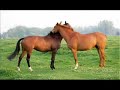The Union Mare and the Confederate Grey