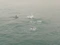 dusky dolphins off the coast of Kaikoura New Zealand dusky dolphins off the coast of Kaikoura New Zealand