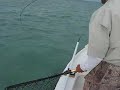 Nick Fighting Islamoroda Bonefish
