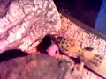 Leopard Gecko [This Video is Wicked And Kinda Disturbing]