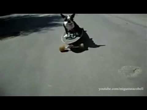 Perro choca encima skate