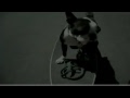 Dog skater fail