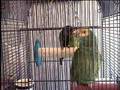 Parrot Whistles Andy Griffith Theme Song