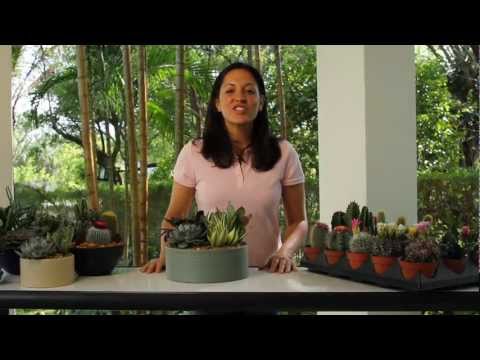 how to transplant indoor cactus