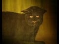 AX  CLASSIC - BLACK CAT OF KILLARKEE PART 1