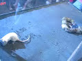 jibóia comendo um rato / a snake jiboia eating a mouse