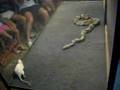 Jibóia comendo um rato / A snake jiboia eating a mouse