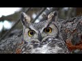 Owl Eyes