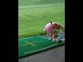 videos de Tigress Woods